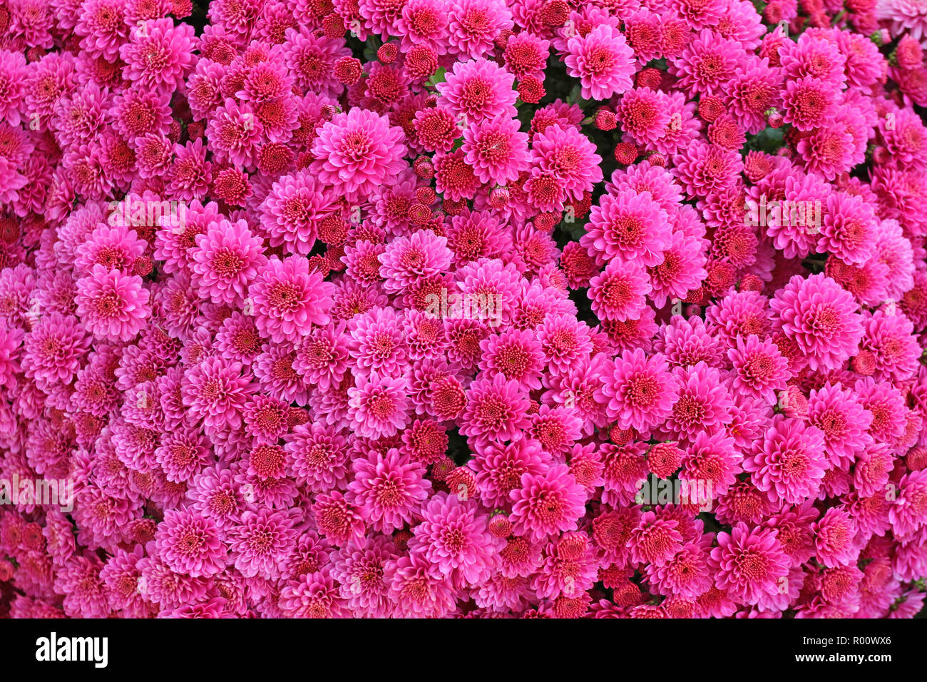 A bouquet of beautiful chrysanthemum flowers outdoors. Chrysanthemums in  the garden. Colorful flower chrisanthemum. Floral pattern. Flowers  background Stock Photo - Alamy