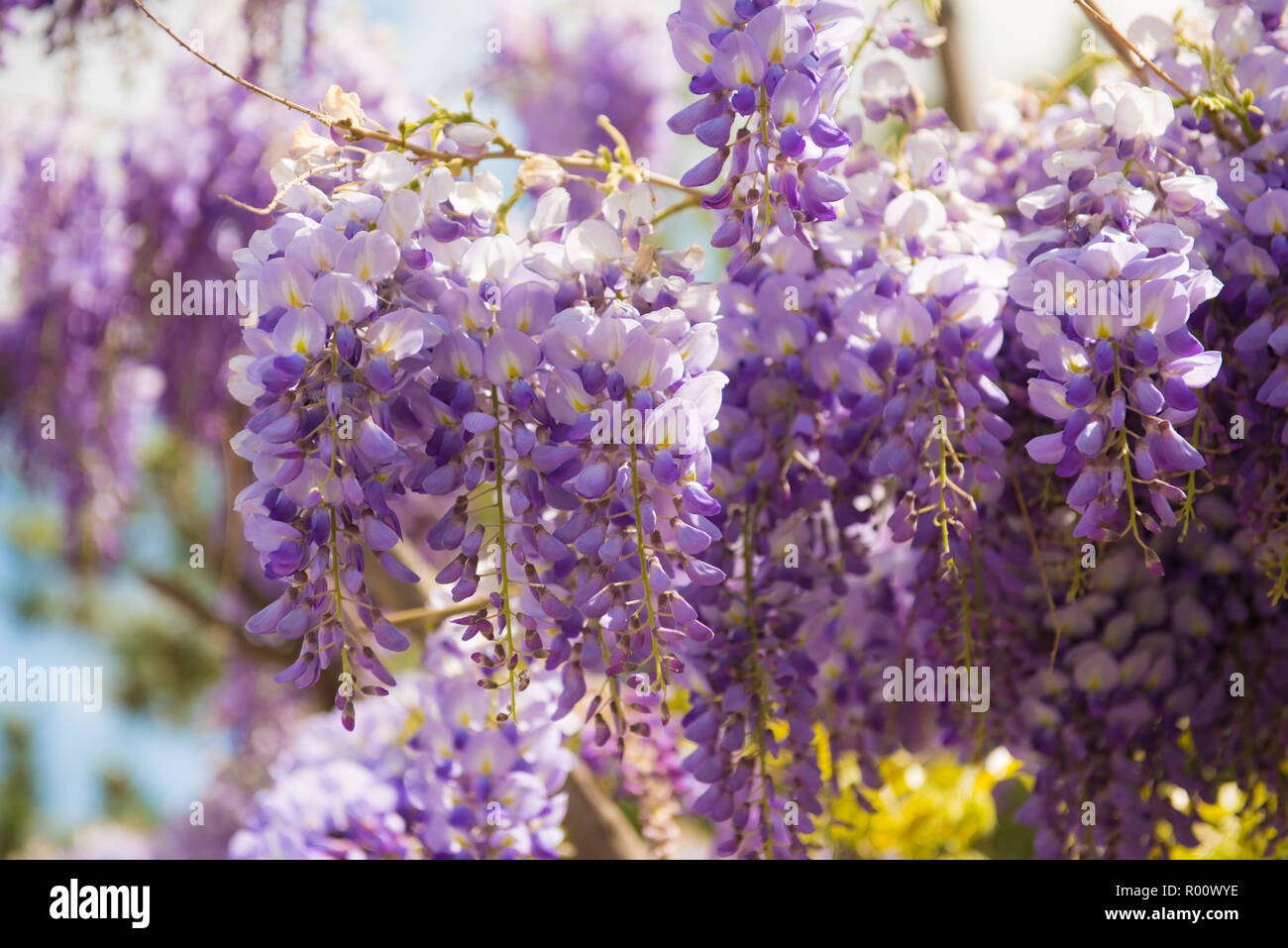 Beautiful purple wisteria flowers blooming in spring garden Stock Photo