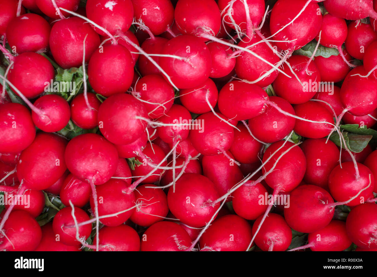 Many radishes packed together and shot from above. Stock Photo