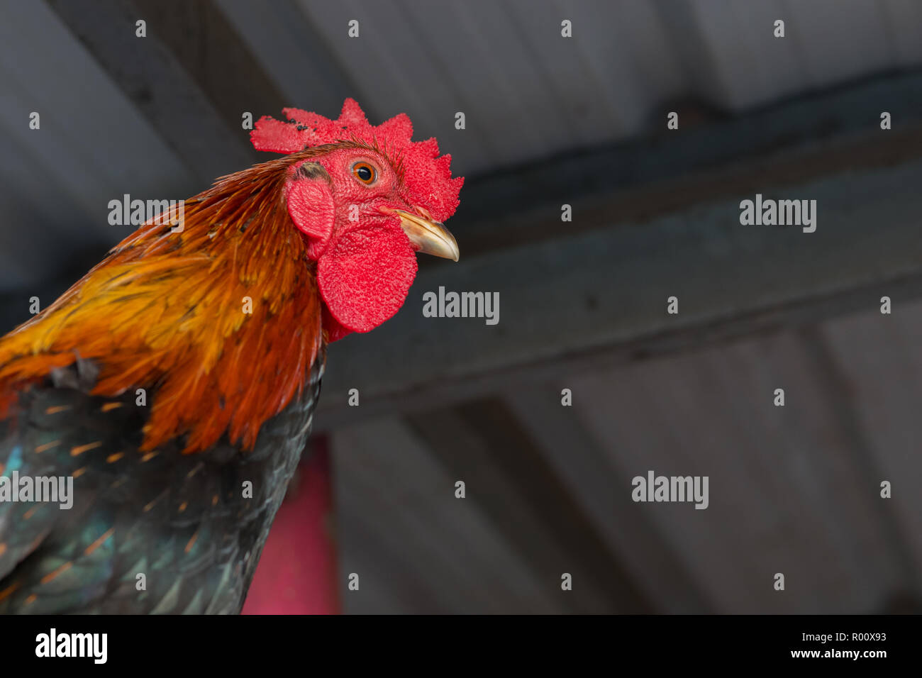Thai rooster Stock Photo