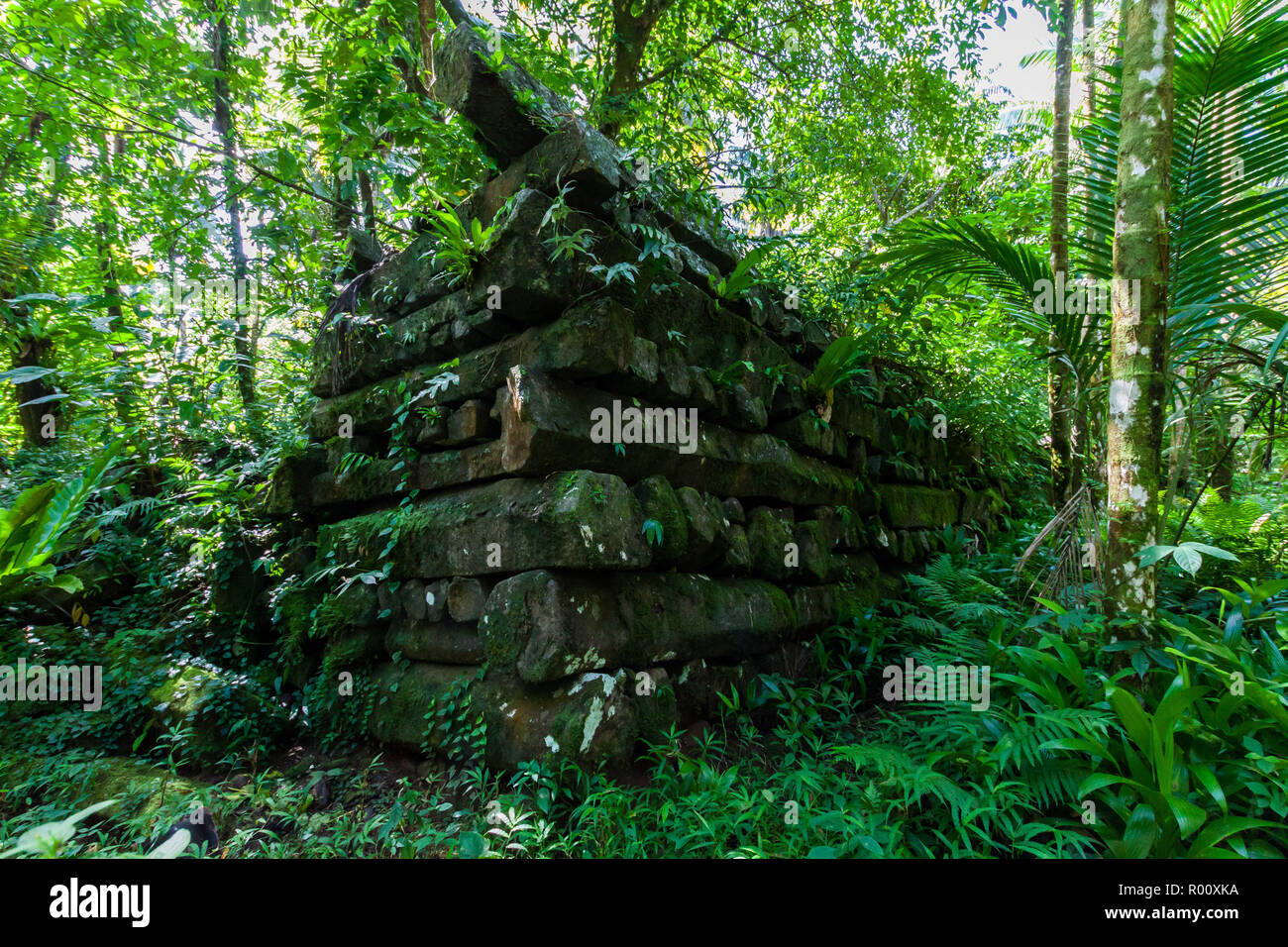 Ancient town walls overgrown in jungle, Nan Madol - prehistoric ruined stone city built of basalt slabs. Lagoon of Pohnpei, Micronesia, Oceania. Stock Photo