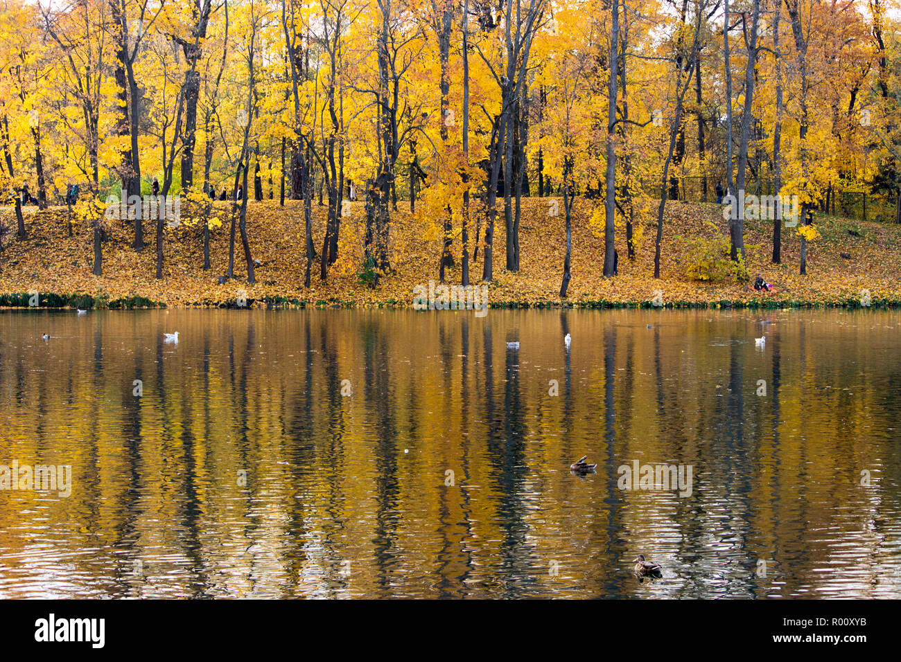 Autumn forest with yellow maples and their reflection in the White Lake ...