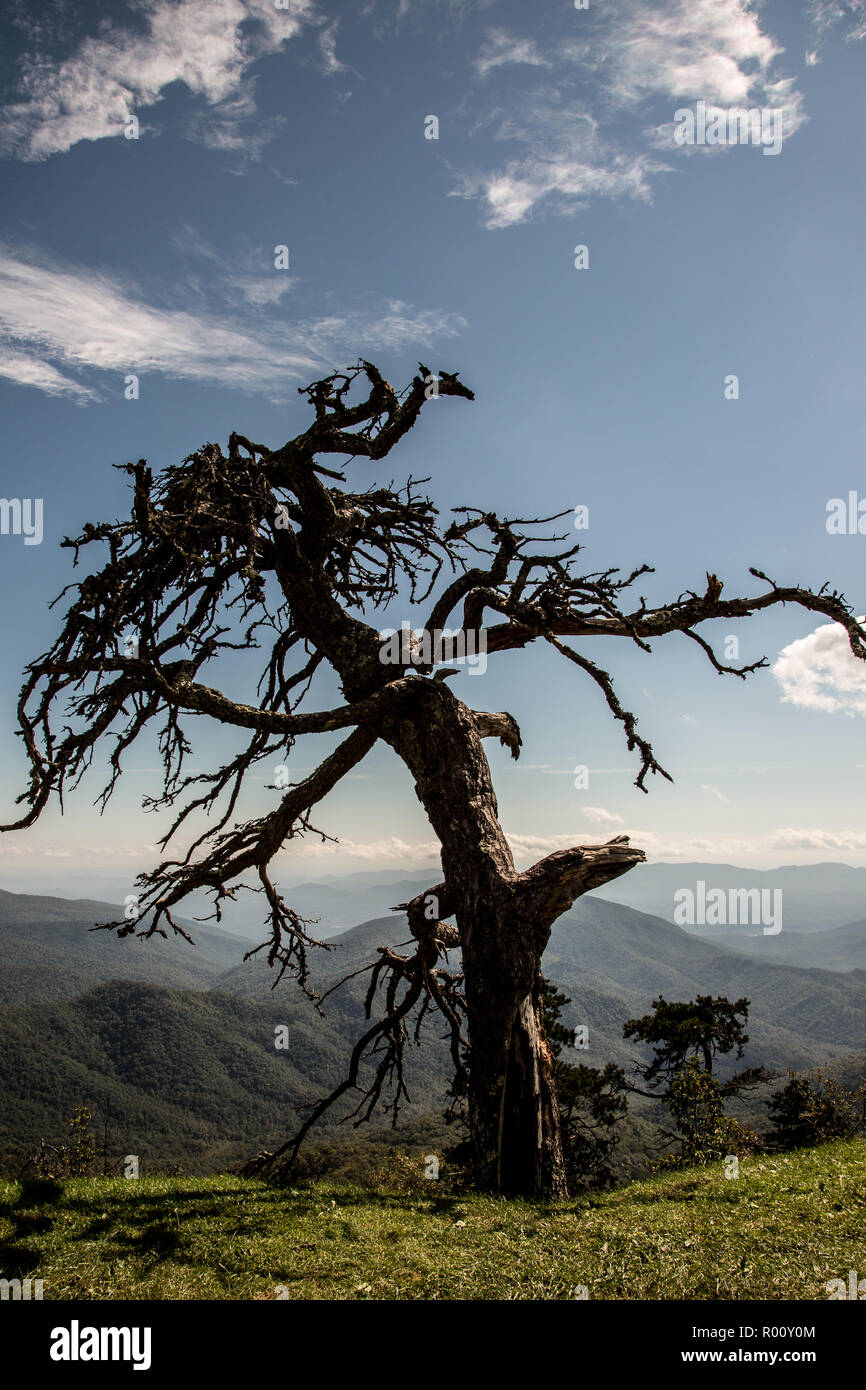 Spooky tree  overlooking the Blue Ridge Mountains. Stock Photo