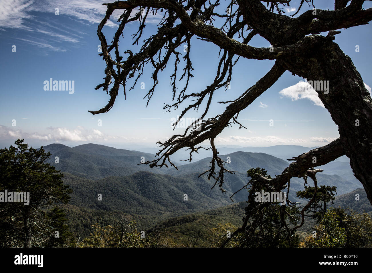 Spooky tree  overlooking the Blue Ridge Mountains. Stock Photo