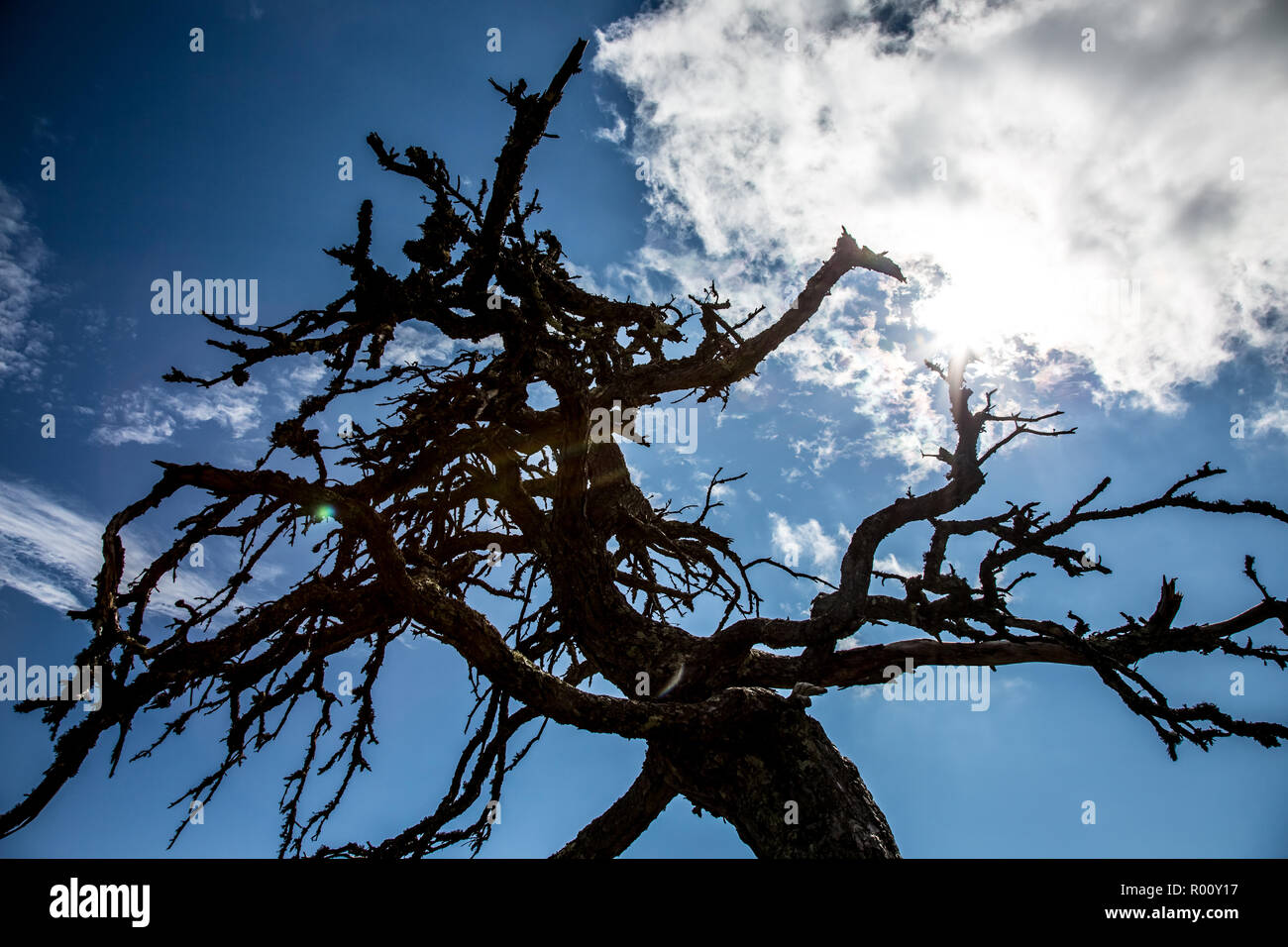 Spooky tree  overlooking the Blue Ridge Mountains. Stock Photo