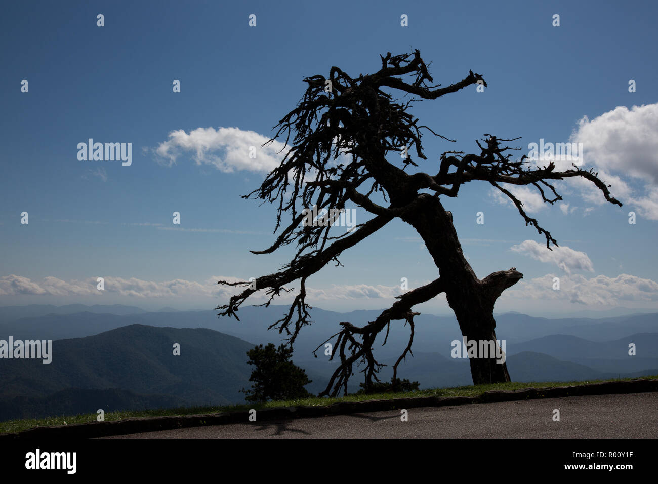 Spooky tree  overlooking the Blue Ridge Mountains. Stock Photo