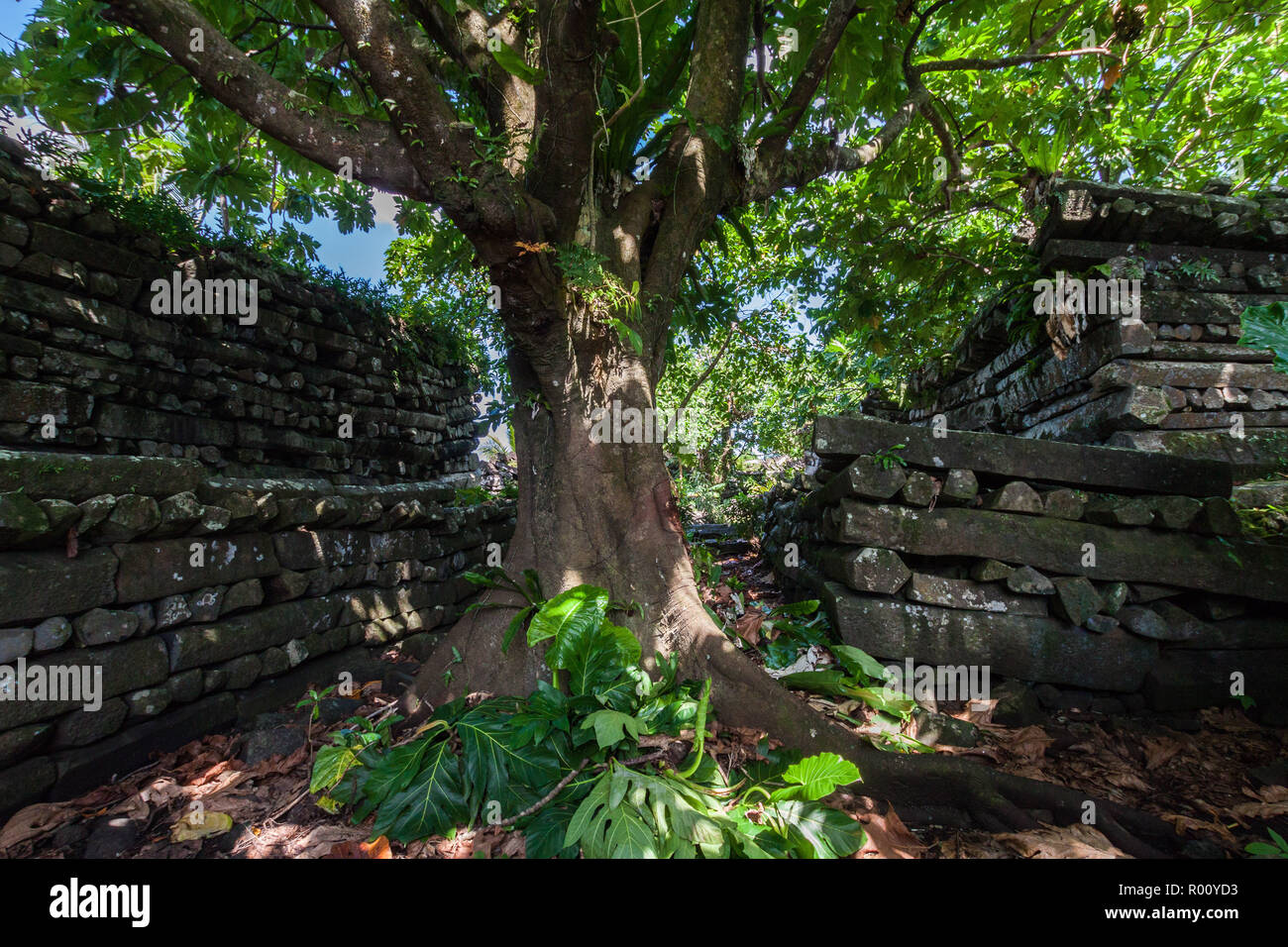 Inside Nan Madol central Nandauwas part: walls, and moat made of large basalt slabs, overgrown ruins in the jungle, Pohnpei, Micronesia, Oceania Stock Photo