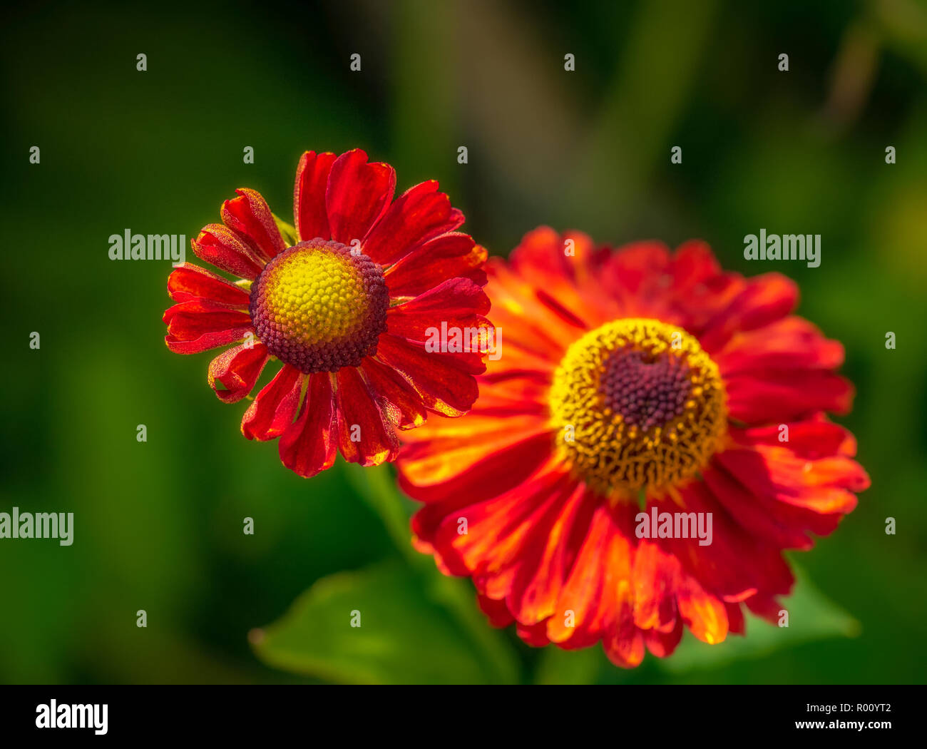 Natural floral bright colorful outdoor macro of a pair of isolated wide open yellow red helenium / bride of the sun blossoms with blurred green back Stock Photo