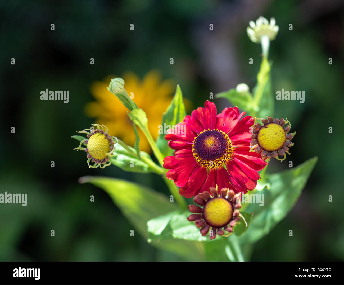 Natural floral colorful outdoor macro of a stem of  yellow red helenium / bride of the sun blossoms,buds,blurred green background,sunny summer day Stock Photo