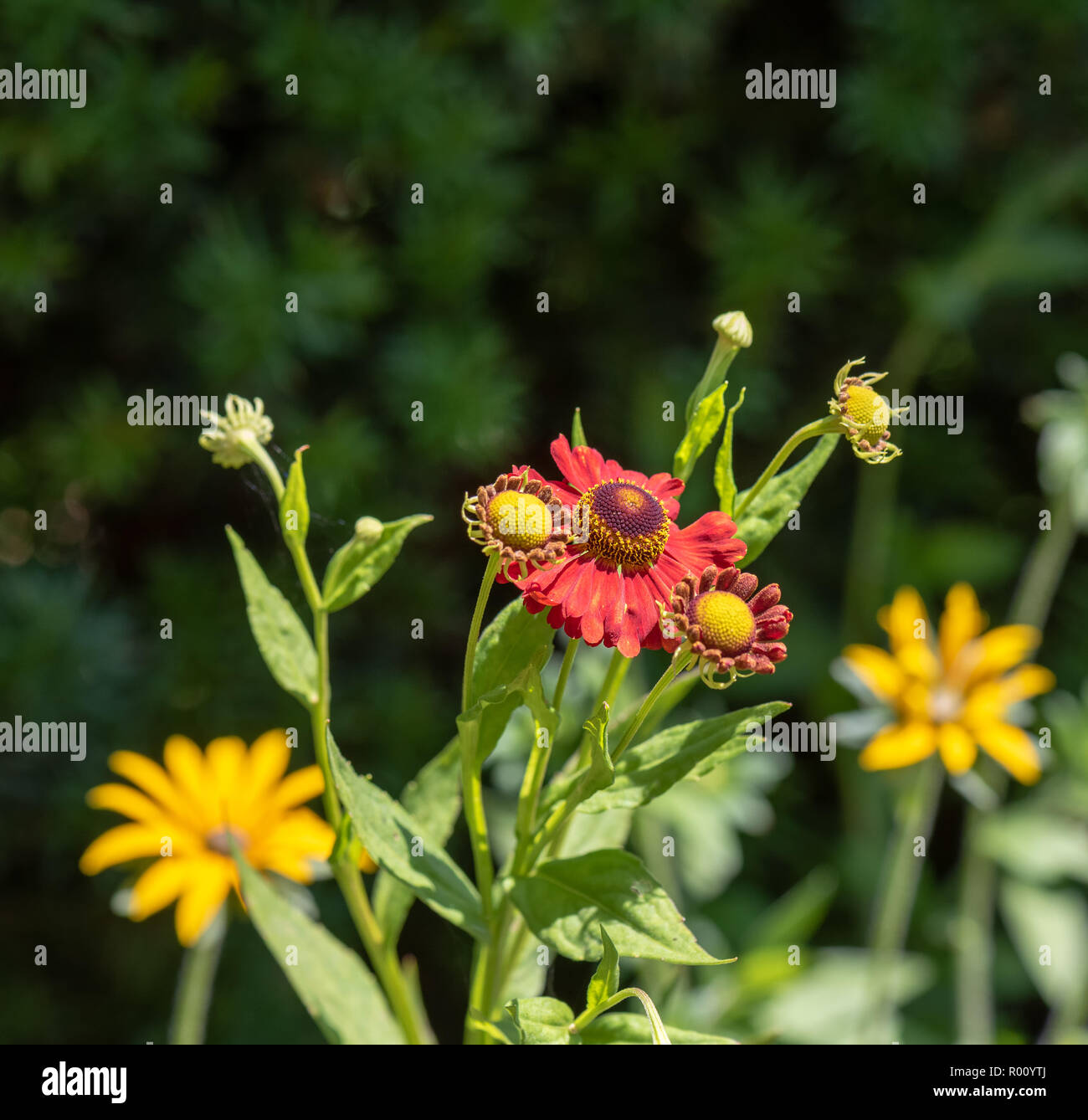Natural floral colorful outdoor macro of a stem of  yellow red helenium / bride of the sun blossoms with buds,blurred green background,sunny summerday Stock Photo