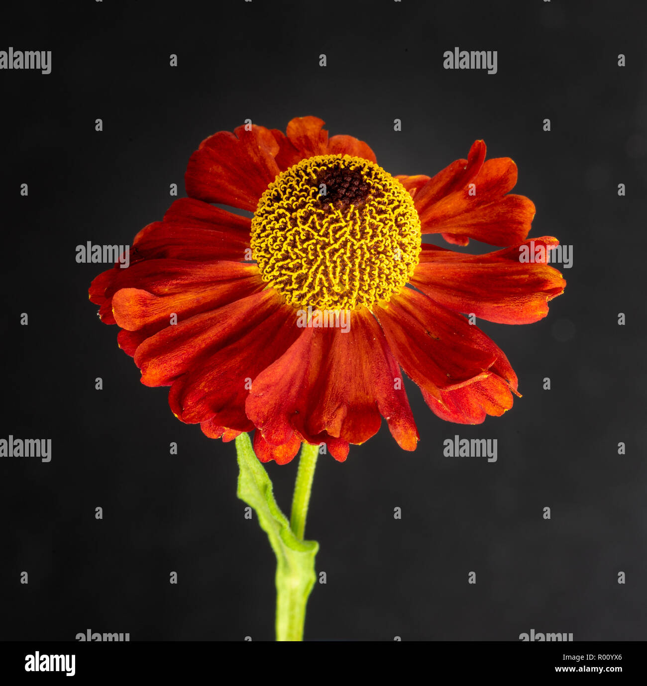 Still life fine art floral colorful macro of a single isolated wide open yellow red helenium / bride of the sun blossom, stem  in fantastic realism Stock Photo