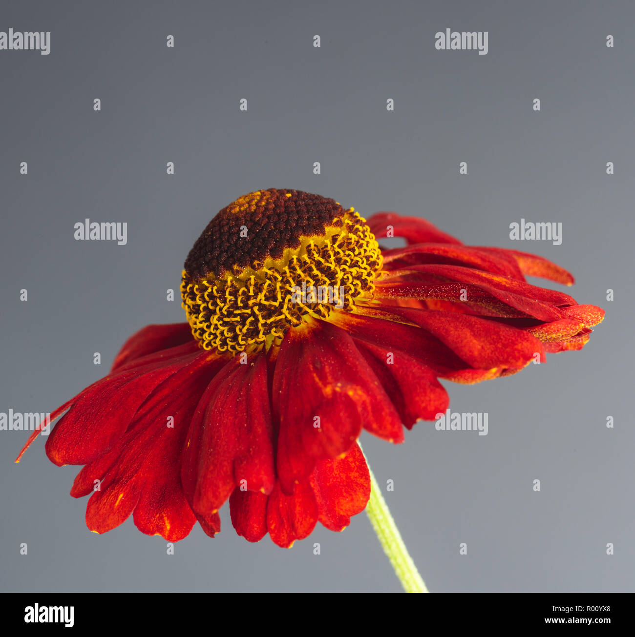 Still life fine art floral colorful macro of a single isolated wide open yellow red helenium / bride of the sun blossom on gray background Stock Photo