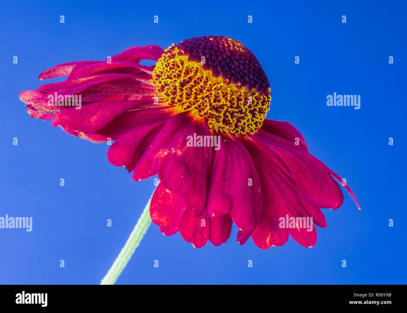 Still life fine art floral colorful macro of a single isolated wide open yellow red helenium / bride of the sun blossom in fantastic realism / surreal Stock Photo