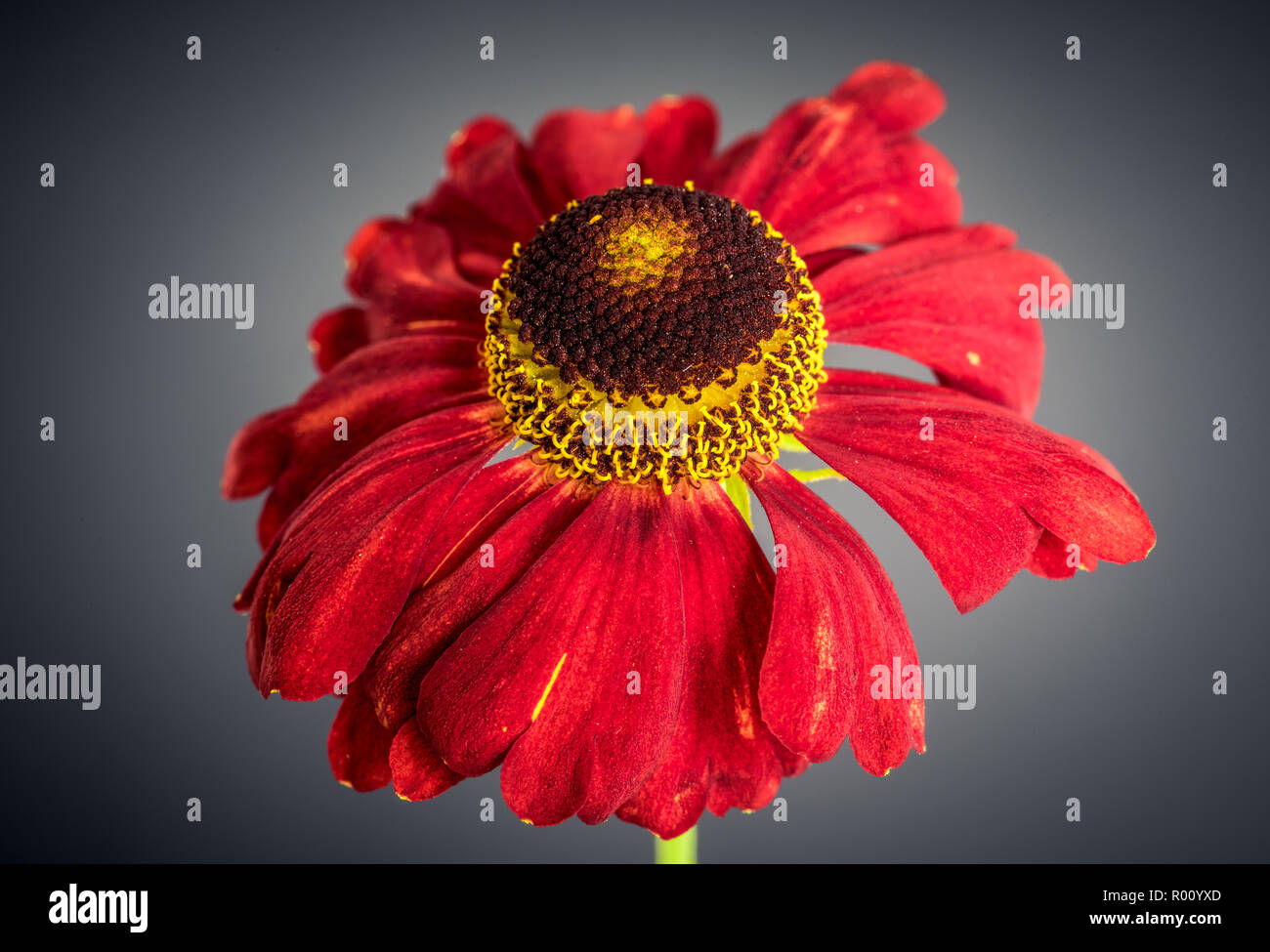 Still life fine art floral colorful macro of a single isolated wide open yellow red helenium / bride of the sun blossom in vintage painting style Stock Photo