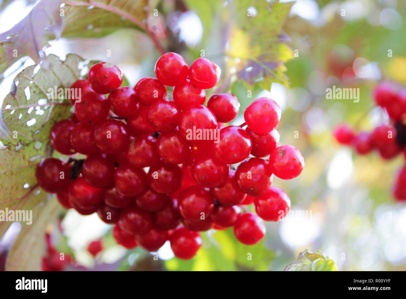 Viburnum shrub, with ripe clusters of viburnum berries. Autumn background Stock Photo