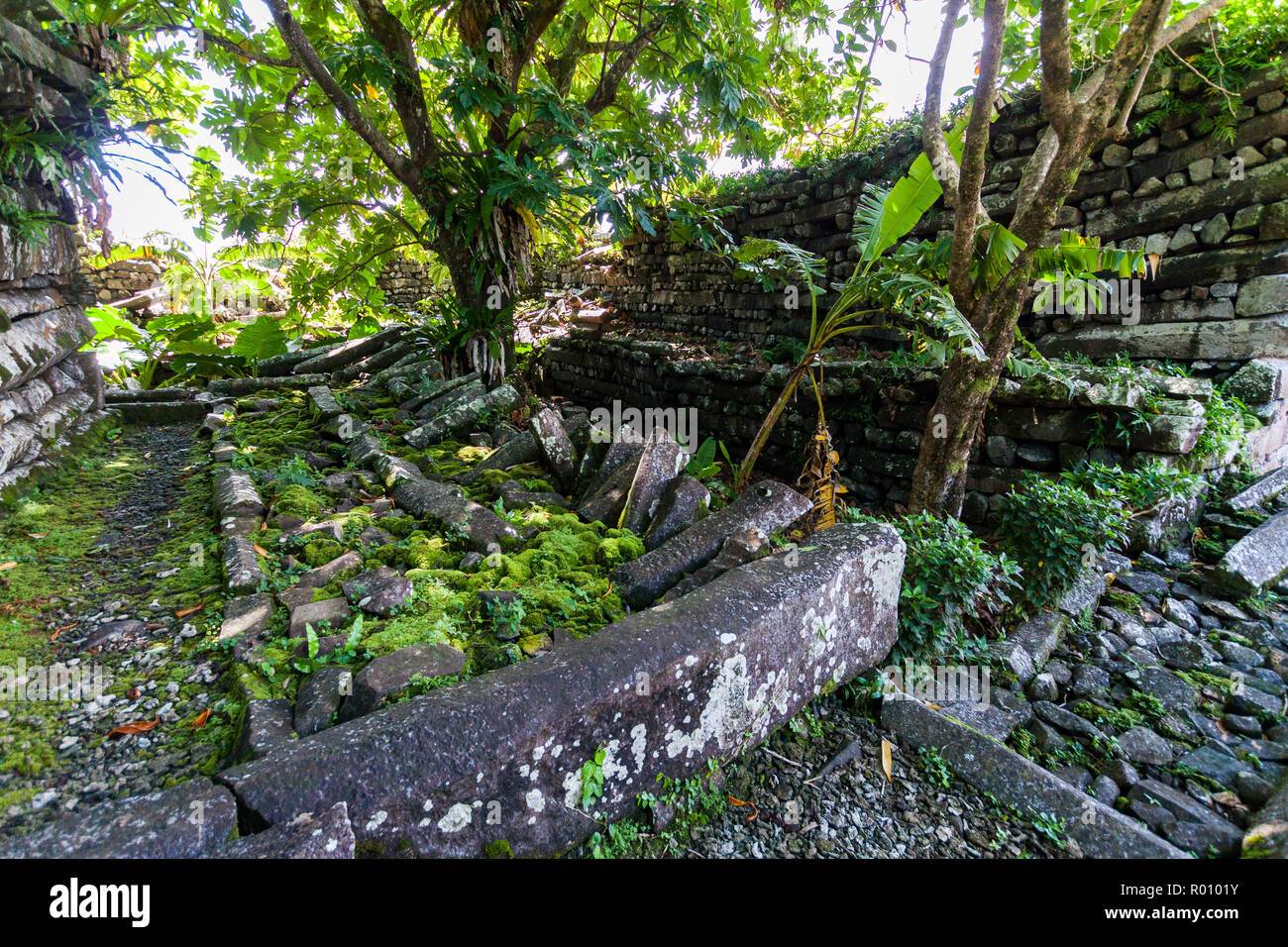 A Lonely tree inside Nan Madol central Nandauwas part: walls, and moat made of large basalt slabs, ruins in the jungle, Pohnpei, Micronesia, Oceania Stock Photo