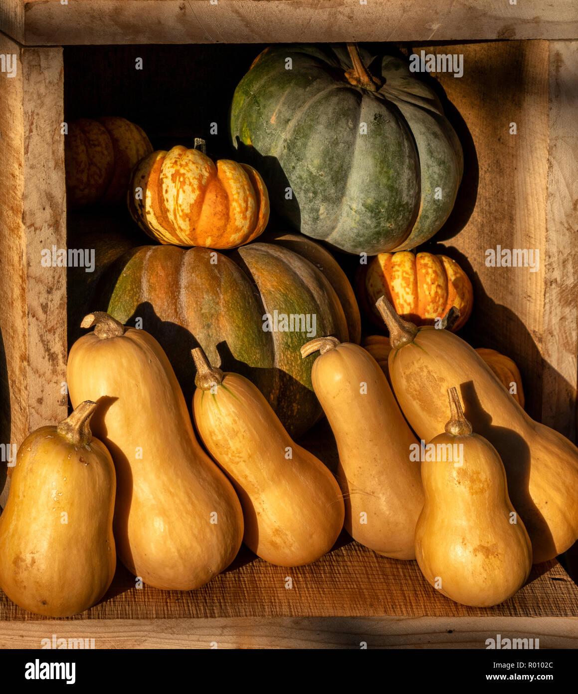 Display of pumpkins and squash vegetables Stock Photo - Alamy