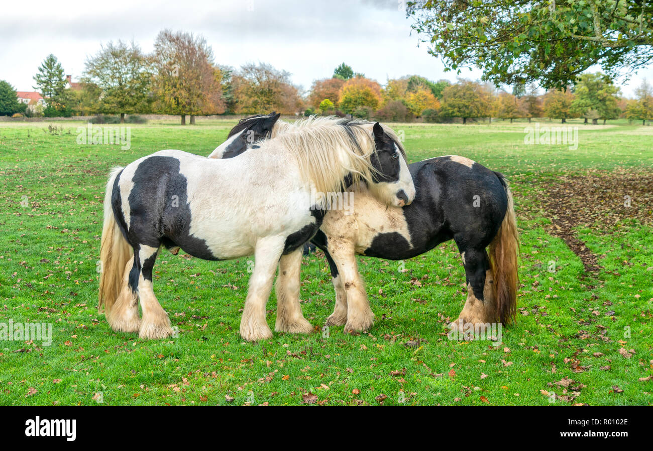 Shire horses on Minchinhampton Common; The Cotswolds; Gloucestershire; UK Stock Photo