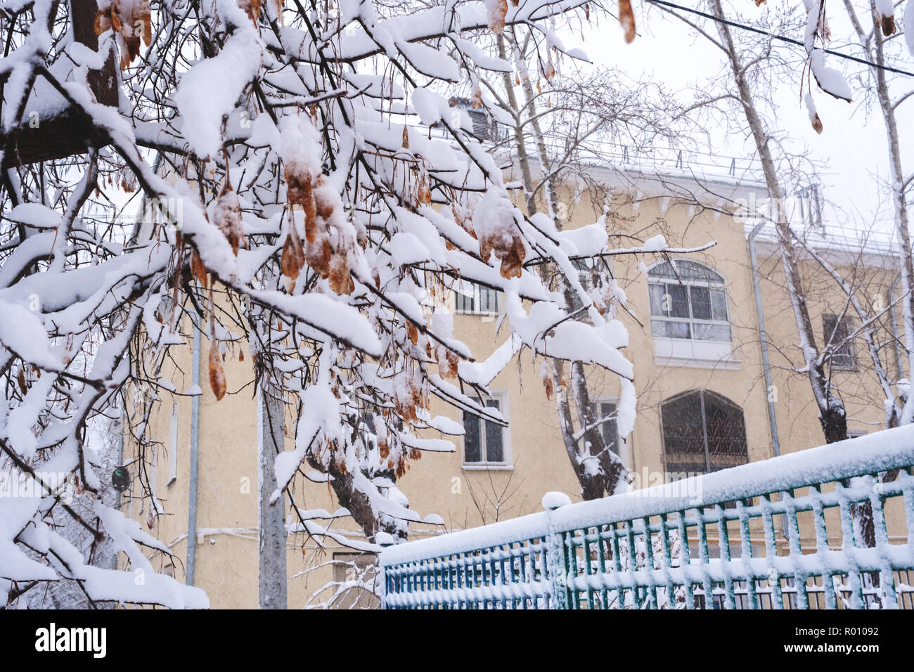 Snowfall tree hi-res stock photography and images - Alamy