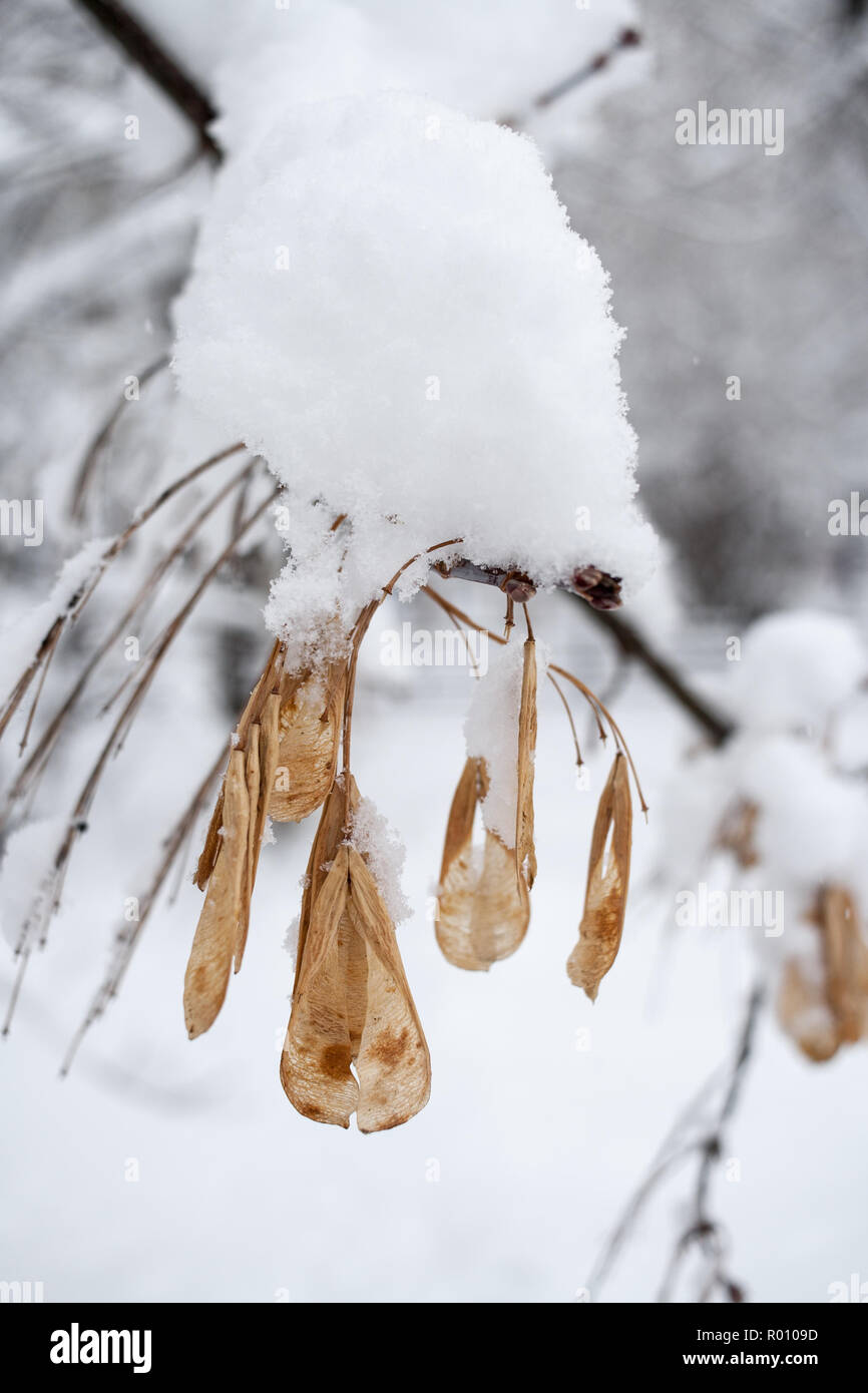 Close-up snow-covered ash tree branch with dangling seeds-lionfishes. Stock Photo