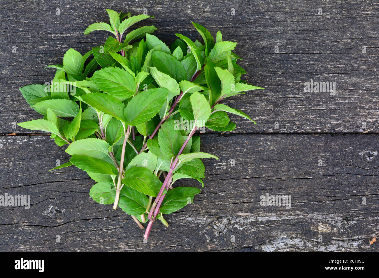 Bundle of freshly harvested wild Mentha aquatica or Water mint on wooden surface of old oak table with copy space Stock Photo
