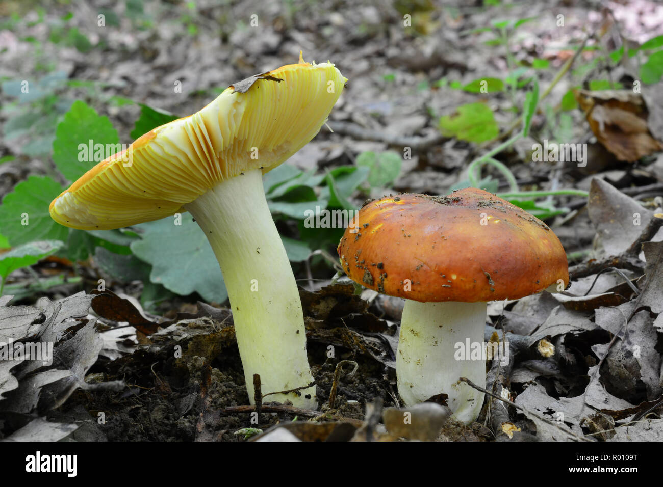 Two beautiful  specimen of Russula aurea, commonly known as the Gilded brittlegill,  an uncommon species of mushroom found in deciduous woodland in Eu Stock Photo
