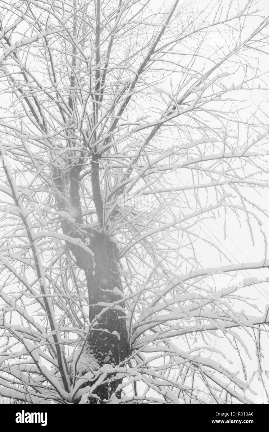 Natural black and white winter background of snowcovered wood on white