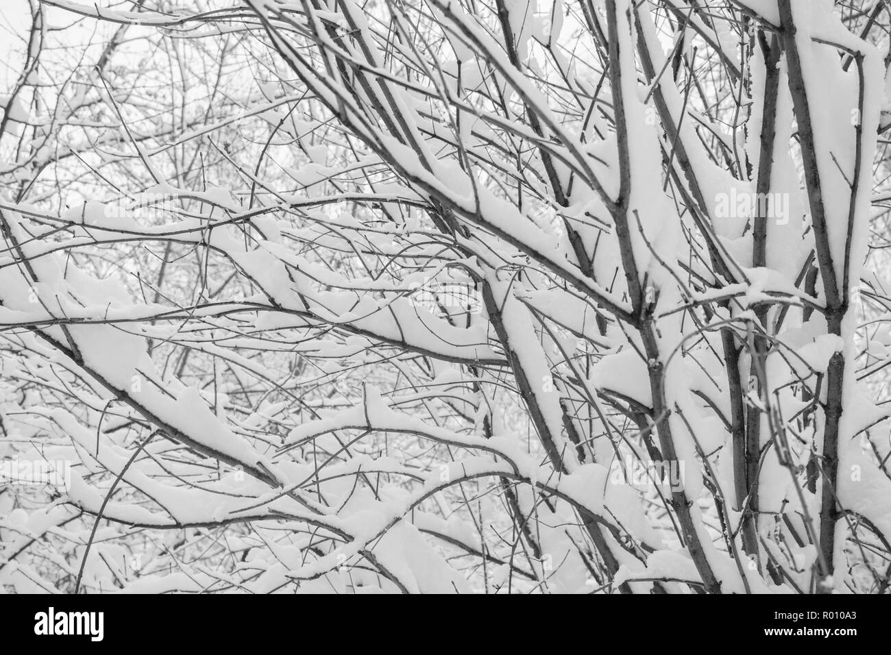 Black and white winter background of snowcovered tree branches Stock