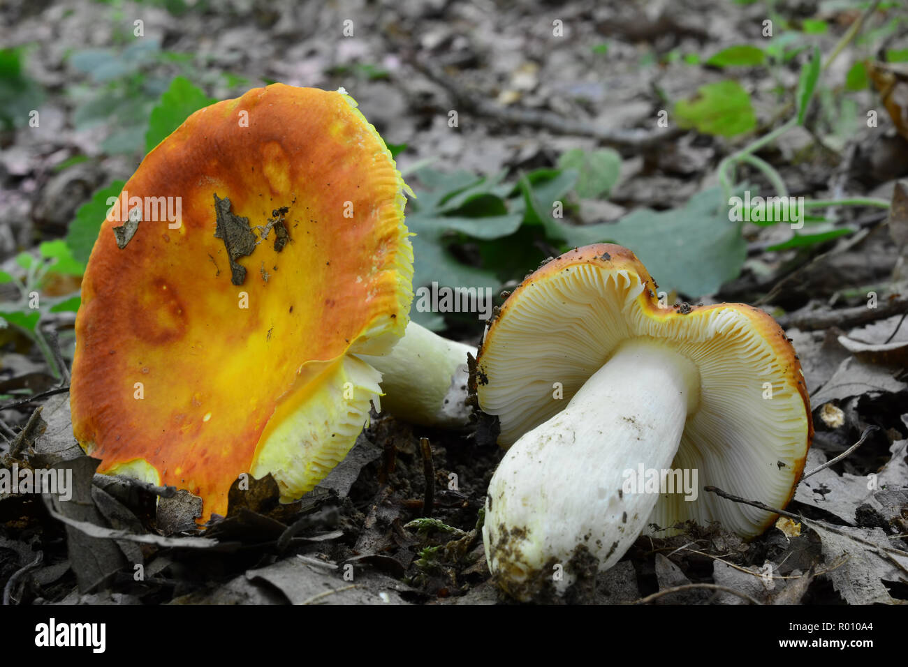 Two picked up specimen of Russula aurea, commonly known as the Gilded brittlegill,  an uncommon species of mushroom found in deciduous woodland in Eur Stock Photo