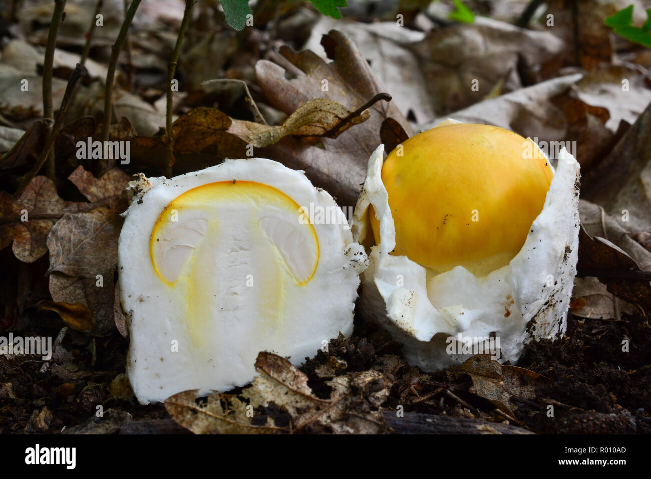 Young, nice specimen of Amanita caesarea or Caesar's mushroom in natural habitat, together with cross section of very young, still egg shaped specimen Stock Photo
