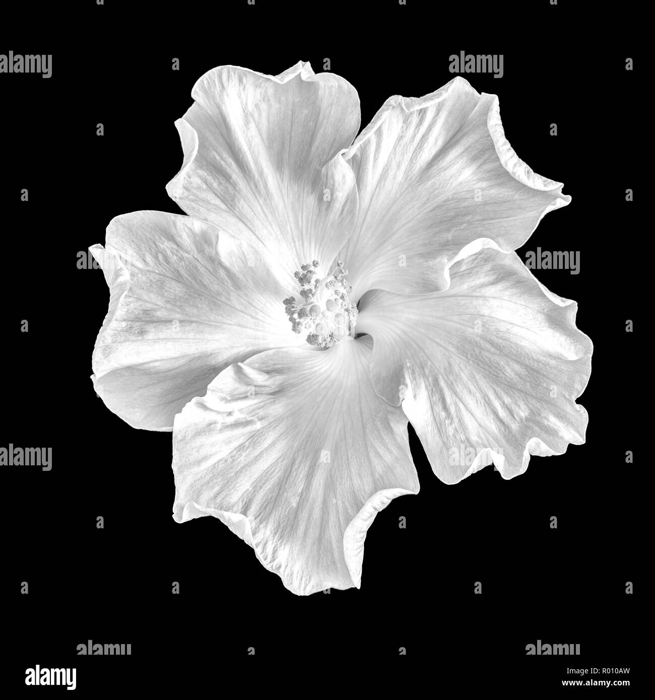 Fine art still life floral black and white monochrome macro flower photography of a single isolated blooming wide open hibiscus blossom on black Stock Photo