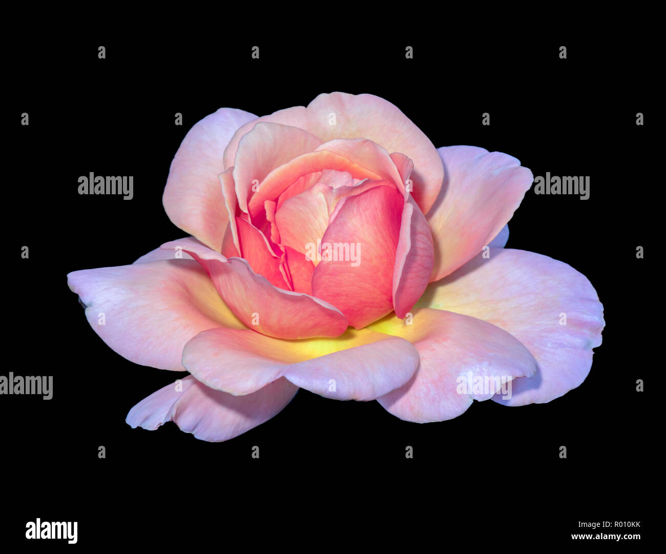 Pastel Color Fine Art Still Life Bright Floral Macro Flower