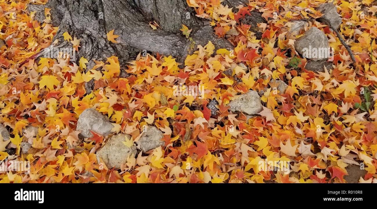 yellow and orange maple leaves fallen around tree trunk and rocks Stock Photo