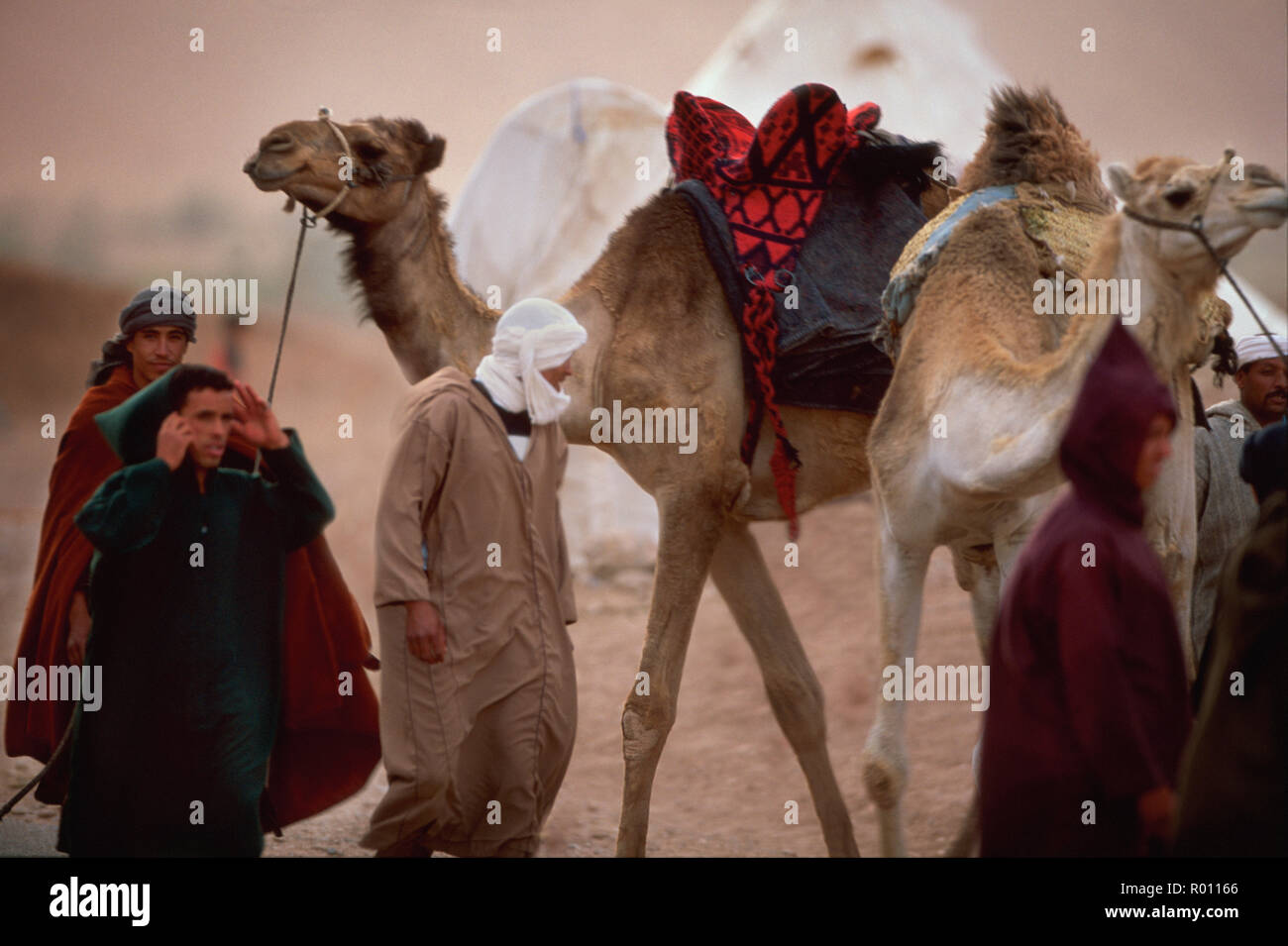 Camel Cargo High Resolution Stock Photography And Images Alamy