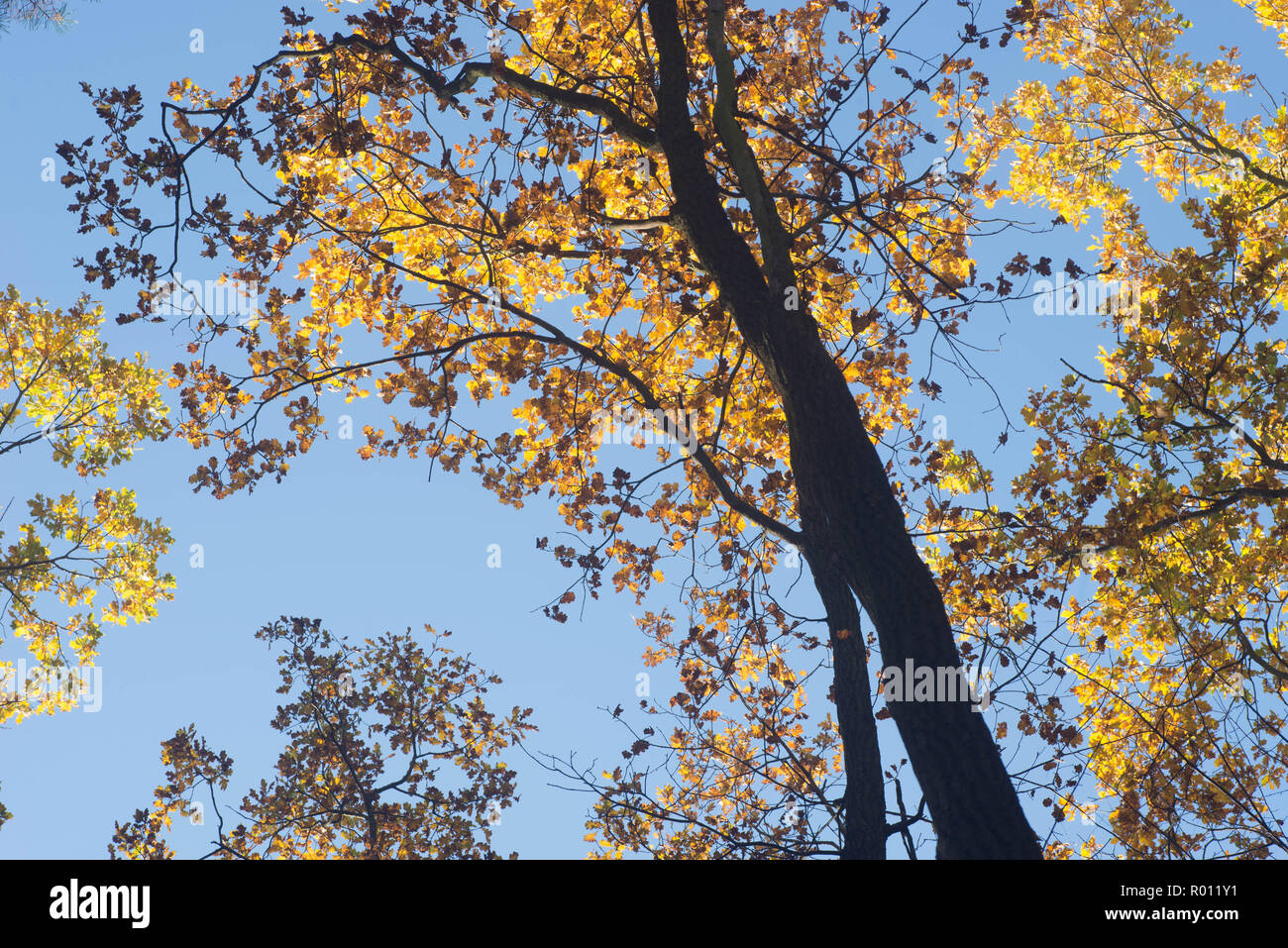 autumn oak tree branches against blue sky on sunny day Stock Photo