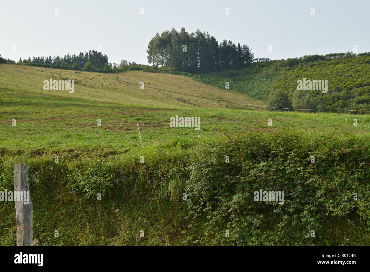 Meadow In The High Of A Mountain In Lugo In Galicia. Nature, Animals, Landscapes, Travel. August 2, 2018. Rebedul, Lugo, Galicia, Spain. Stock Photo