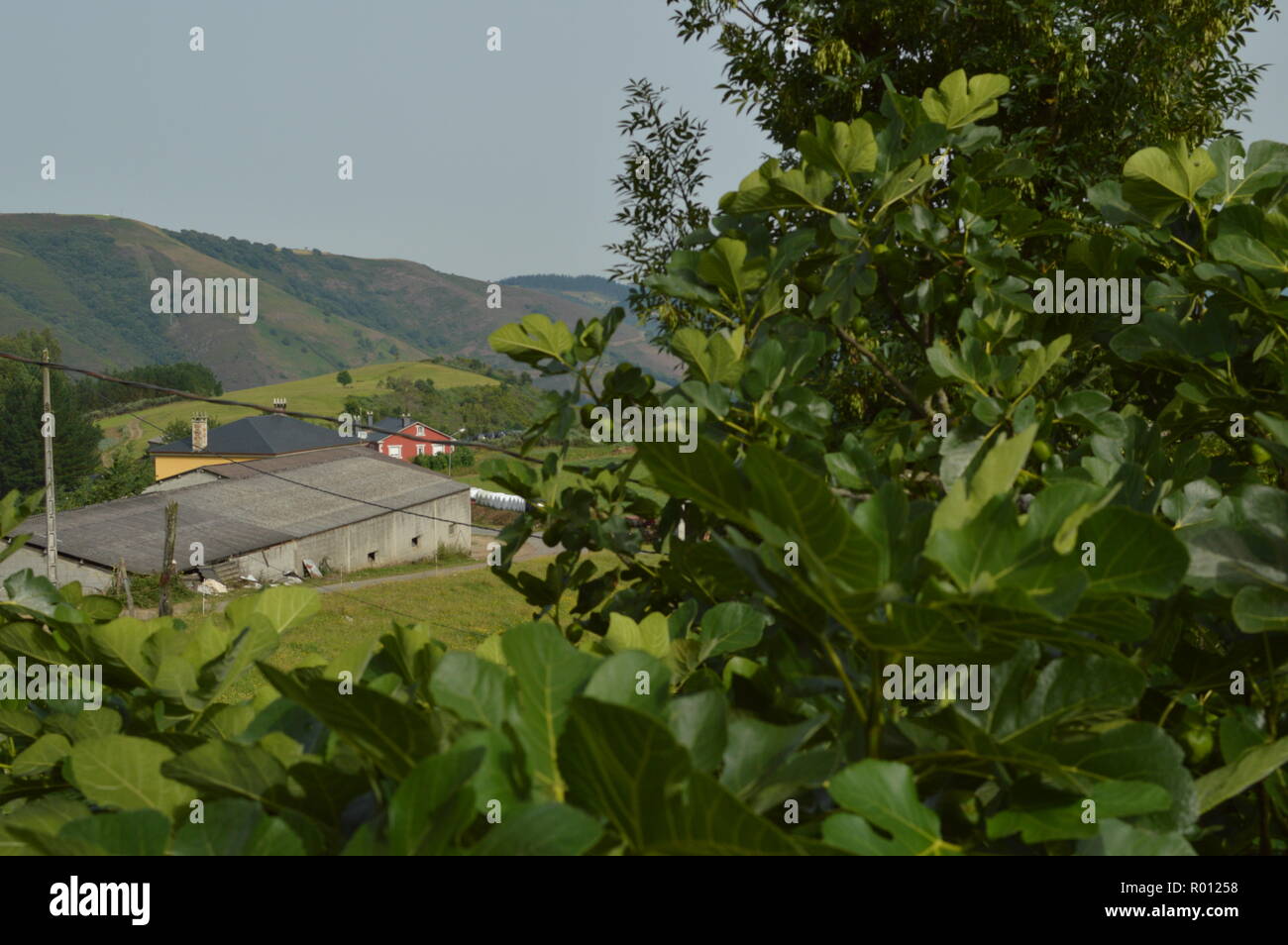 Farm View Through The Branches Of A Fig Tree In The High A Mountain Lugo In Galicia. Nature, Animals, Landscapes, Travel. August 2, 2018. Rebedul, Lug Stock Photo