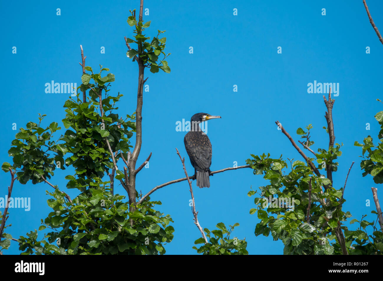 Cormorant tree white hi-res stock photography and images - Alamy