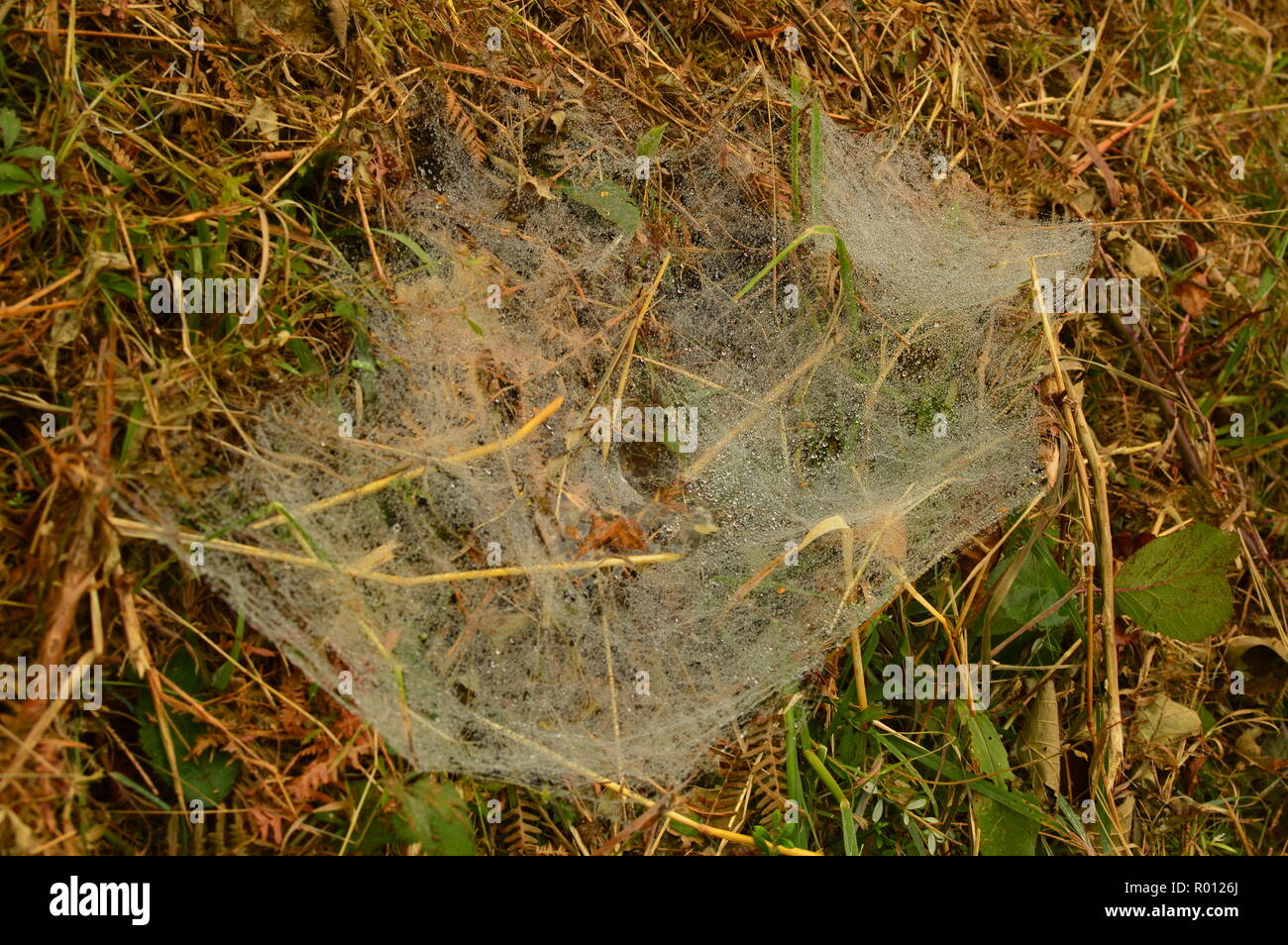 Spider Webs Covered By The Morning Dew In Rebedul. Nature, Animals, Landscapes, Travel. August 2, 2018. Rebedul, Lugo, Galicia, Spain. Stock Photo
