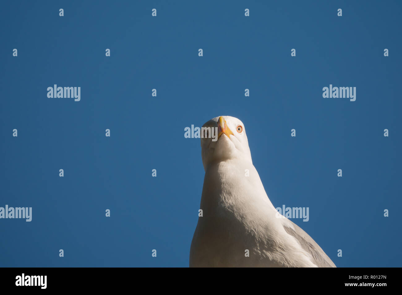 Seagull at a loss Stock Photo