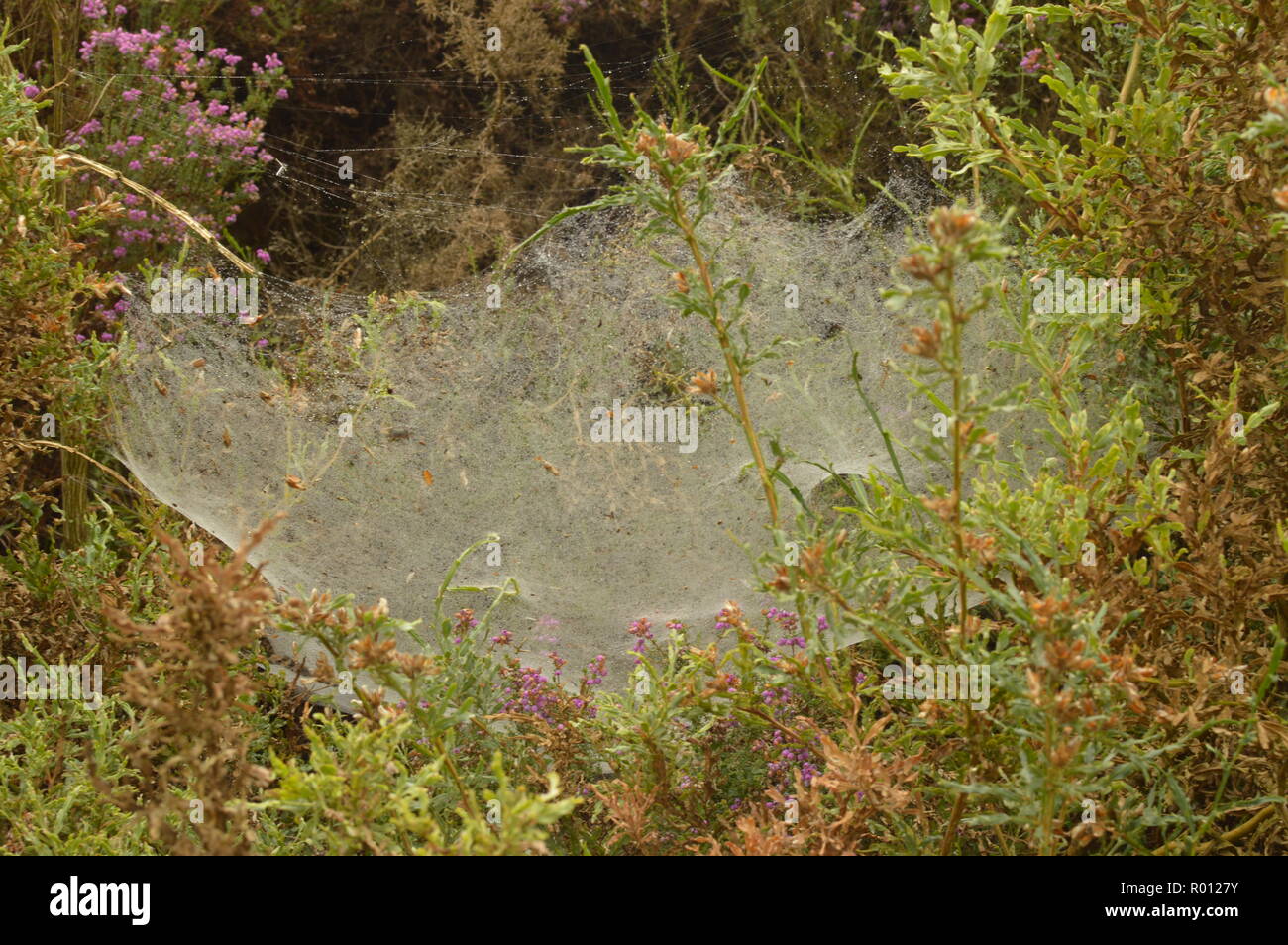 Spider Webs Covered By The Morning Dew In Rebedul. Nature, Animals, Landscapes, Travel. August 2, 2018. Rebedul, Lugo, Galicia, Spain. Stock Photo