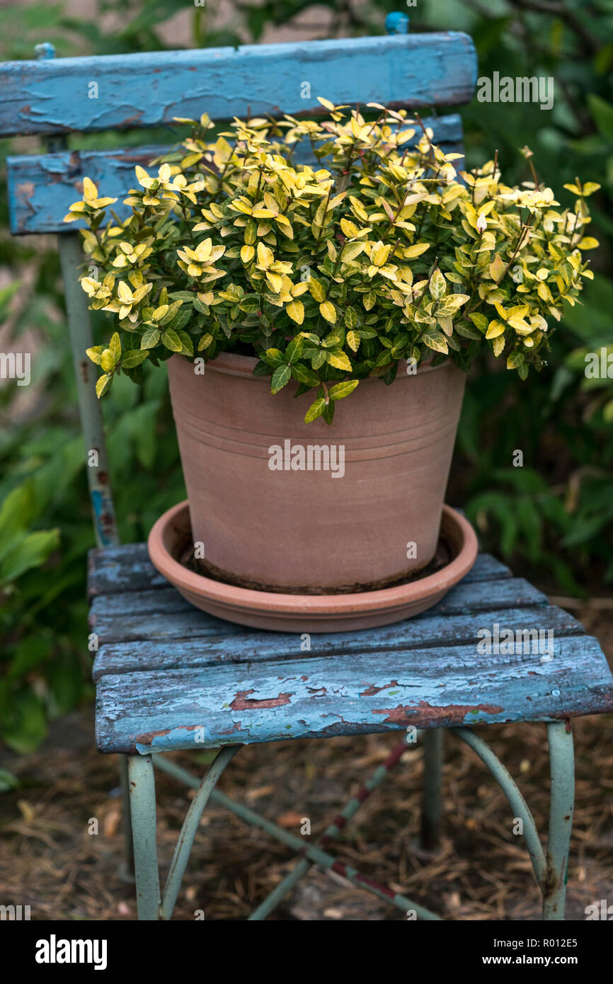 Green And Yellow Japanese Spindle Bush Euonymus Japonicus In A Red Clay Pot Standing On A Blue Chair With Peeling Paint In The Backyard Garden In Na Stock Photo Alamy Green And Yellow Japanese Spindle Bush Euonymus Japonicus In A Red Clay Pot Standing On A Blue Chair With Peeling Paint In The Backyard Garden In Na Stock Photo Alamy
