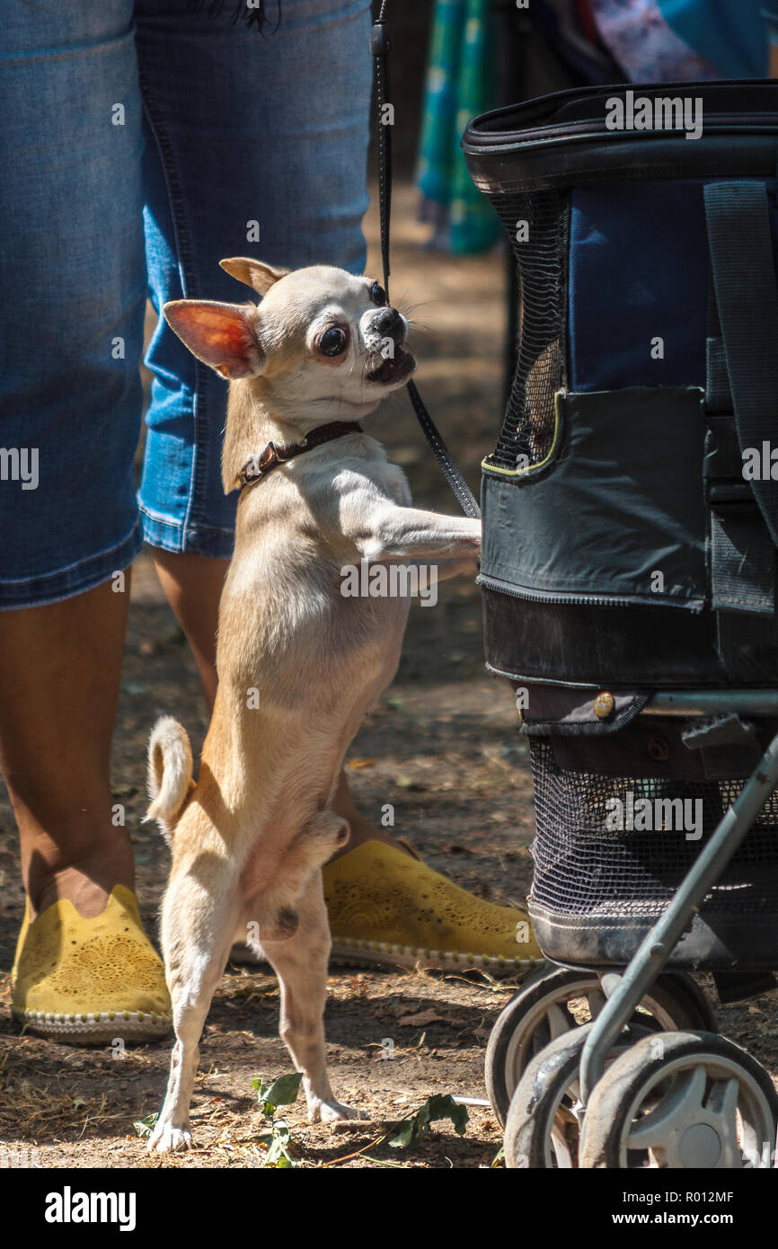 Chihuahua dog breed hi-res stock photography and images - Alamy