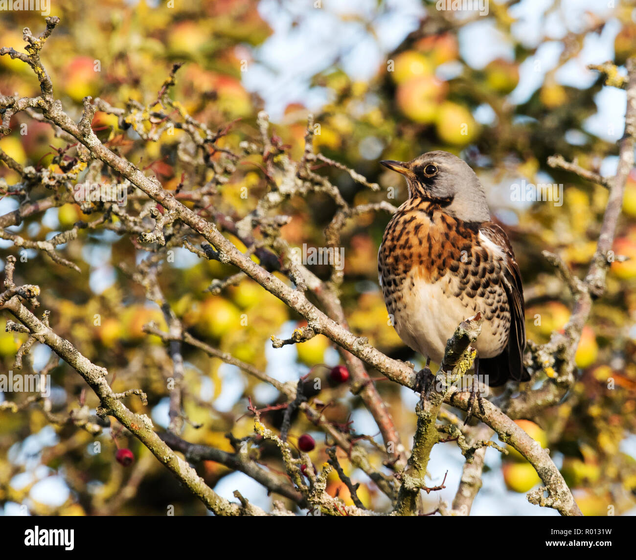 A Fieldfare  (Turdus pilaris) perched on branch in Warwickshire orchard Stock Photo