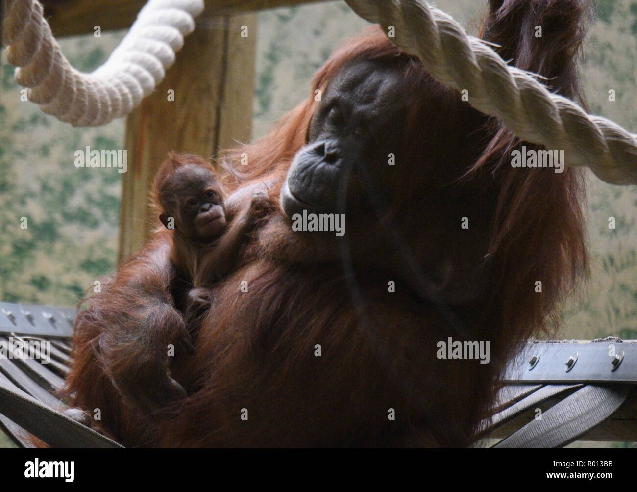 October 26, 2018 - Paris, France: An orangutan female with her baby at the zoo of the French National Museum of Natural History. Une femelle orang-outan avec son bebe a la menagerie du Jardin des Plantes. Le bebe, qui s'appelle Java, est ne en octobre 2018 au Jardin des Plantes. *** FRANCE OUT / NO SALES TO FRENCH MEDIA *** Stock Photo