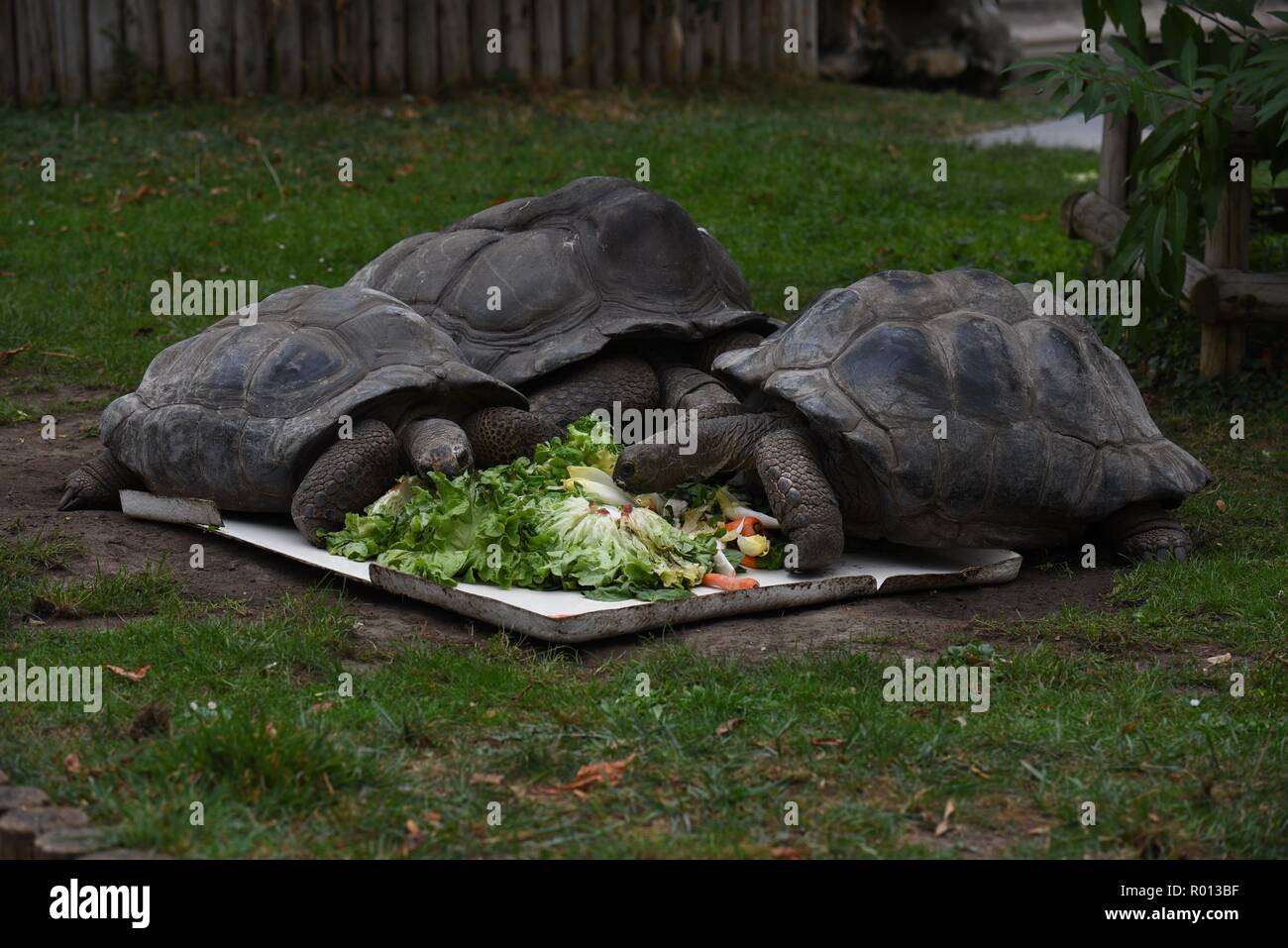 October 26, 2018 - Paris, France: Turtles eat salads at the zoo of the French National Museum of Natural History. Des tortues geantes des Seychelles mangent leur repas, de la salade, a la menagerie du Jardin des Plantes. *** FRANCE OUT / NO SALES TO FRENCH MEDIA *** Stock Photo