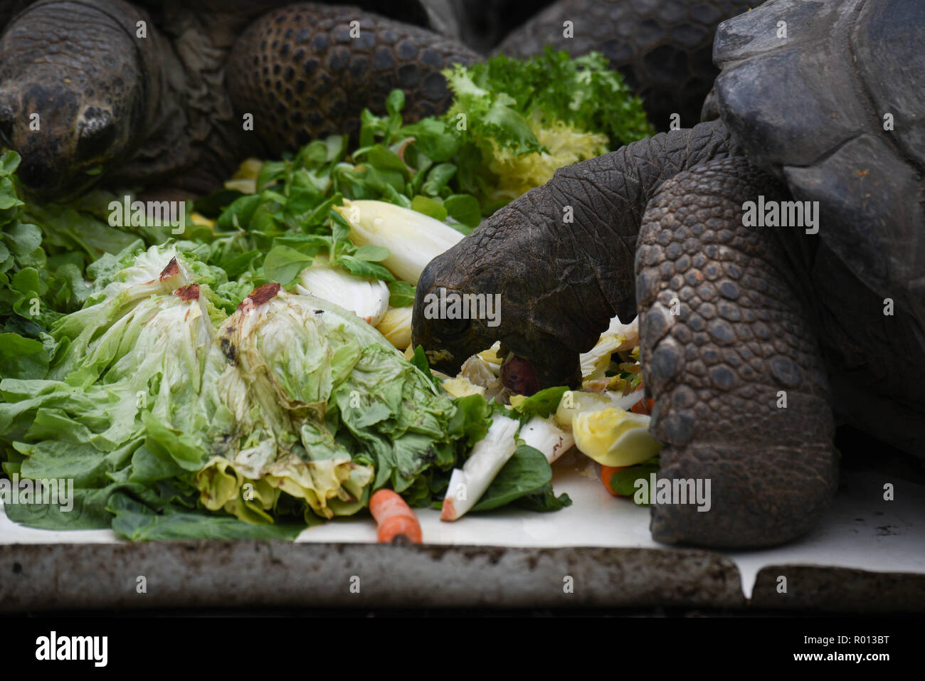 October 26, 2018 - Paris, France: Turtles eat salads at the zoo of the French National Museum of Natural History. Des tortues des Seychelles mangent leur repas, de la salade, a la menagerie du Jardin des Plantes. *** FRANCE OUT / NO SALES TO FRENCH MEDIA *** Stock Photo