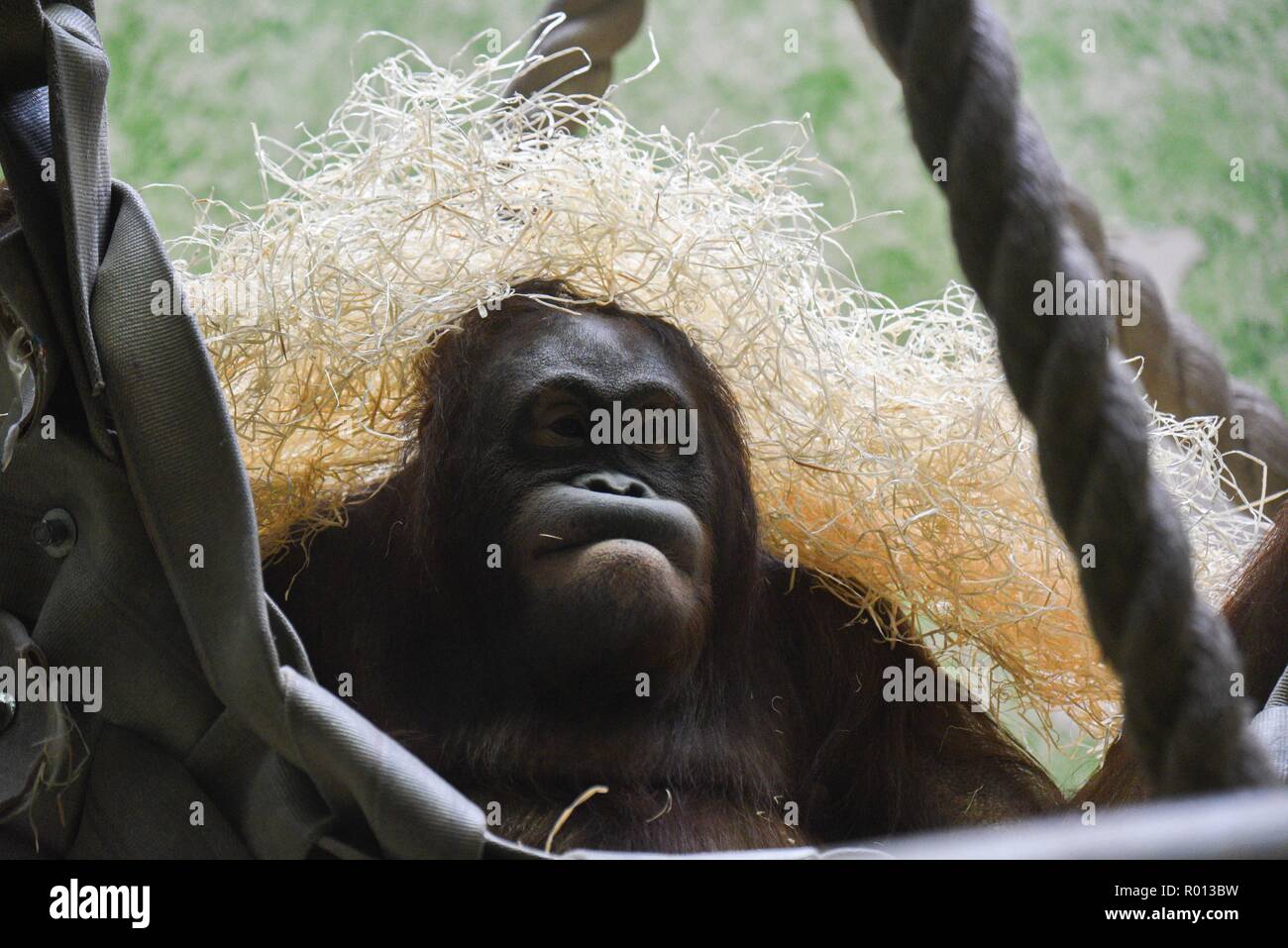 October 26, 2018 - Paris, France: An orang-outan with straw on her head at the zoo of the French National Museum of Natural History. Une orang-outan avec de la paille sur sa tete a la menagerie du Jardin des Plantes. *** FRANCE OUT / NO SALES TO FRENCH MEDIA *** Stock Photo