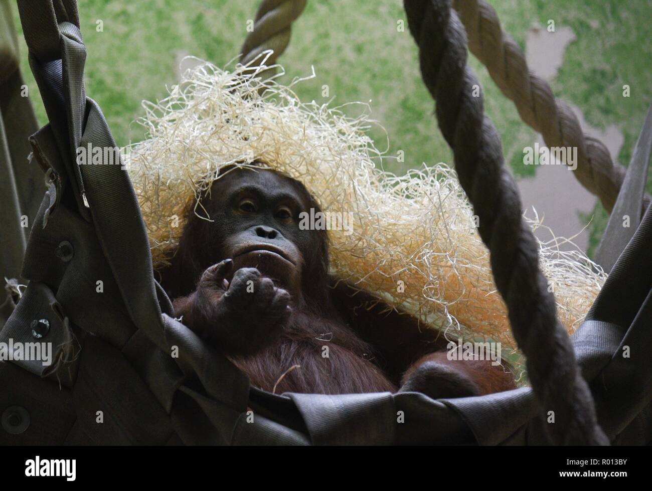 October 26, 2018 - Paris, France: An orang-outan with straw on her head at the zoo of the French National Museum of Natural History. Une orang-outan avec de la paille sur sa tete a la menagerie du Jardin des Plantes. *** FRANCE OUT / NO SALES TO FRENCH MEDIA *** Stock Photo