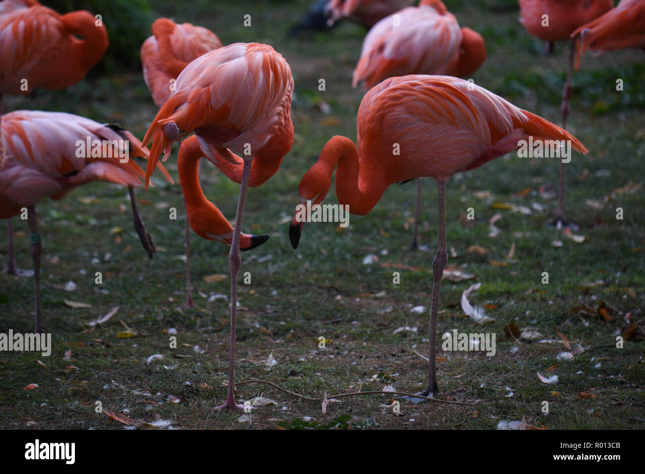 October 26, 2018 - Paris, France: Flamingos at the zoo of the French National Museum of Natural History. Des flamants roses a la menagerie du Jardin des Plantes. *** FRANCE OUT / NO SALES TO FRENCH MEDIA *** Stock Photo